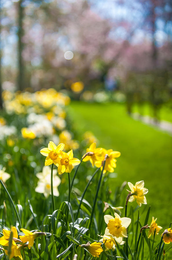 Spring Daffodils in Keukenhof Garden Photograph by Jenny Rainbow