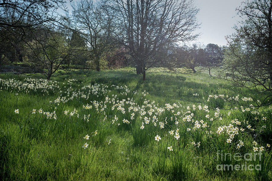 Spring Daffodils in the Orchard   Photograph by Perry Rodriguez