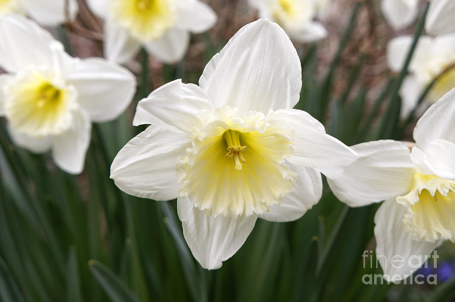 Spring Daffodils Photograph by John  Mitchell