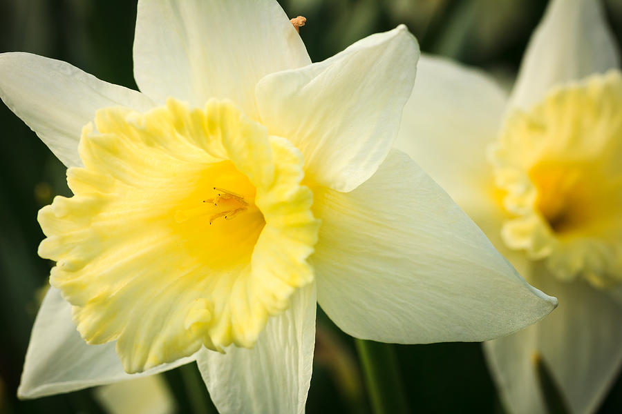 Spring Daffodils Photograph by Joni Eskridge