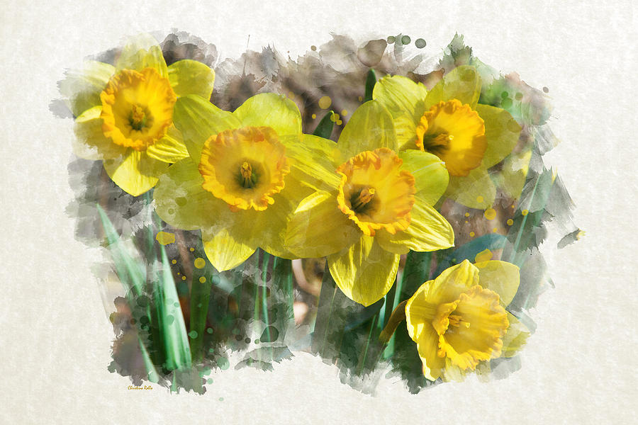 Spring Mixed Media - Spring Daffodils Watercolor Art by Christina Rollo