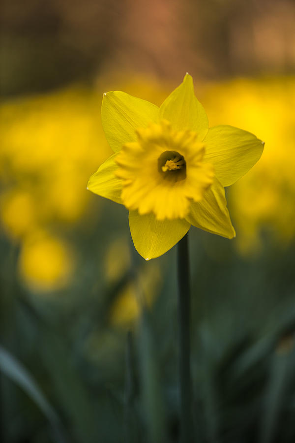 Spring Daffoldil Photograph by Matt Malloy
