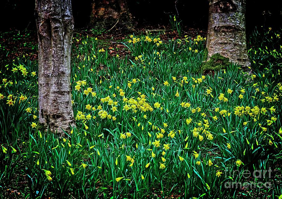 Spring Daffoldils Photograph by Martyn Arnold