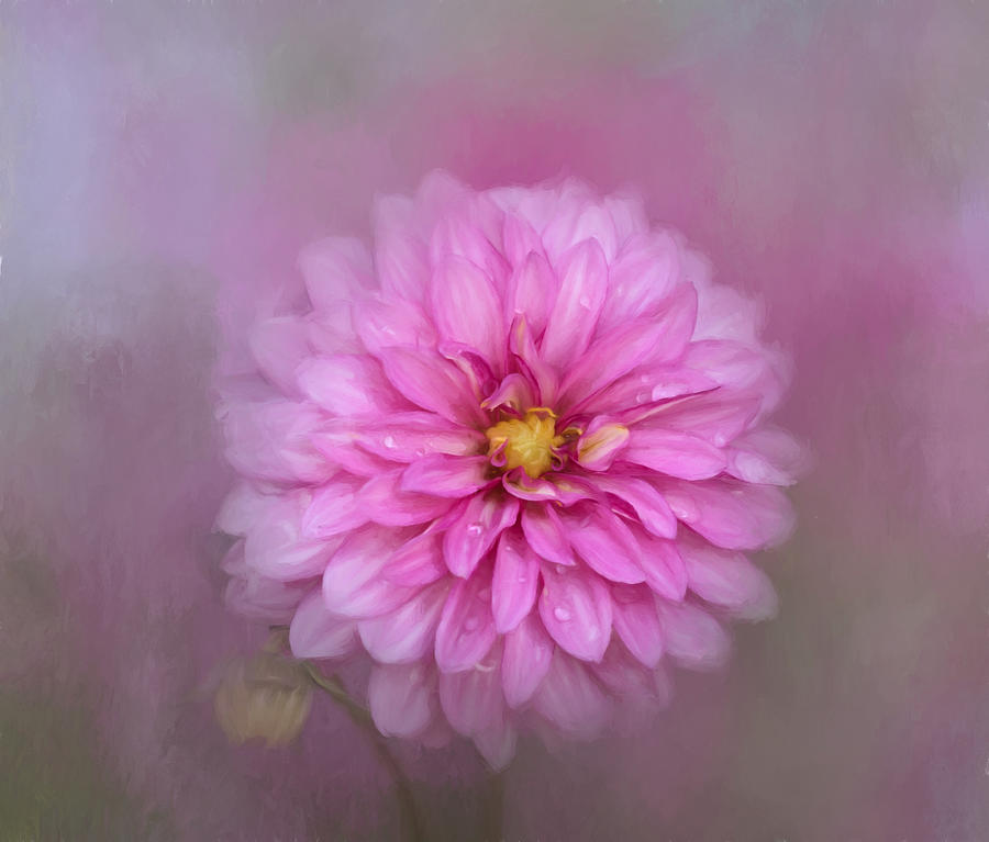 Flower Photograph - Spring Dahlia by Kim Hojnacki