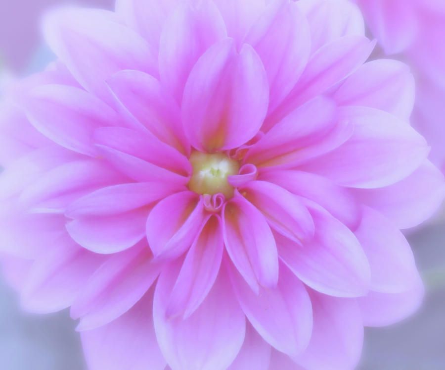 Spring Dahlia - Pastel Photograph by MTBobbins Photography