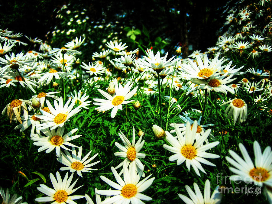 Spring Daisies Photograph