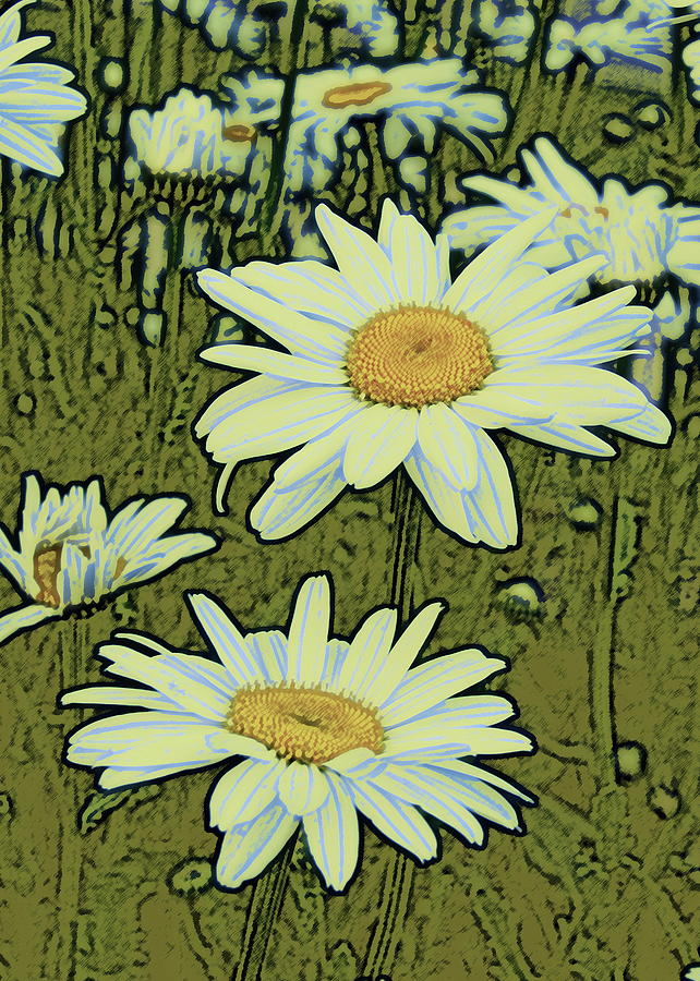 Spring Daisies Photograph by Michael Peychich