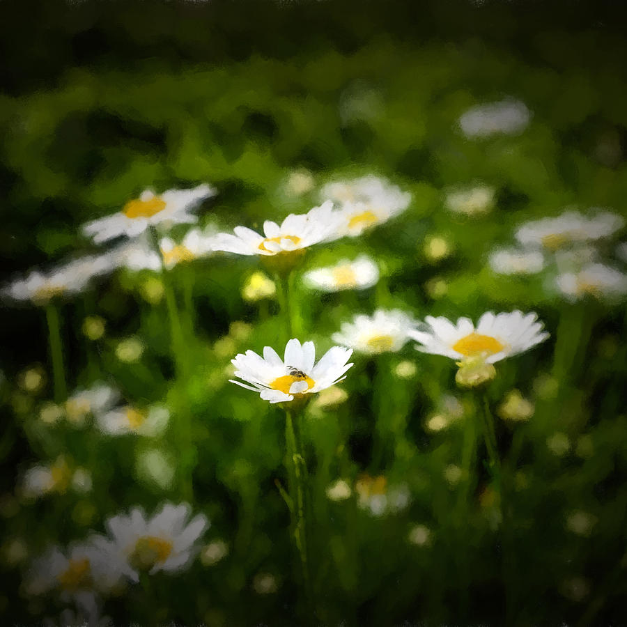 Spring Daisies - Square Photograph by Chris Bordeleau