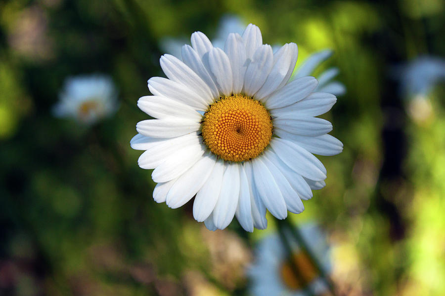 Spring Daisy Photograph by Jeff Severson