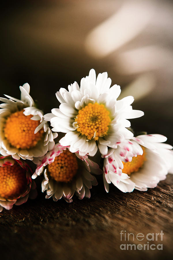 Spring daisy sentiment Photograph by Jorgo Photography
