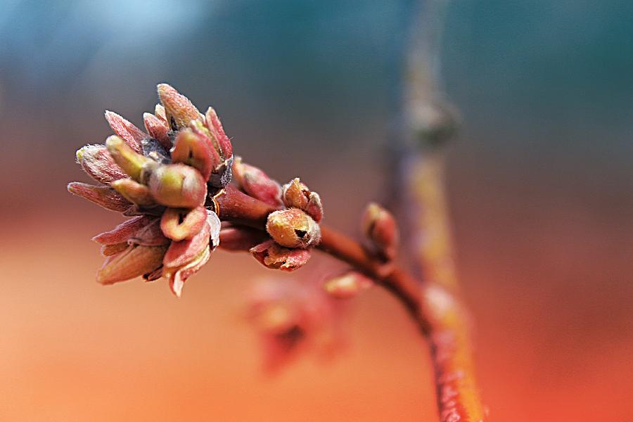 Spring Dawning 2 Photograph by Scott Hovind