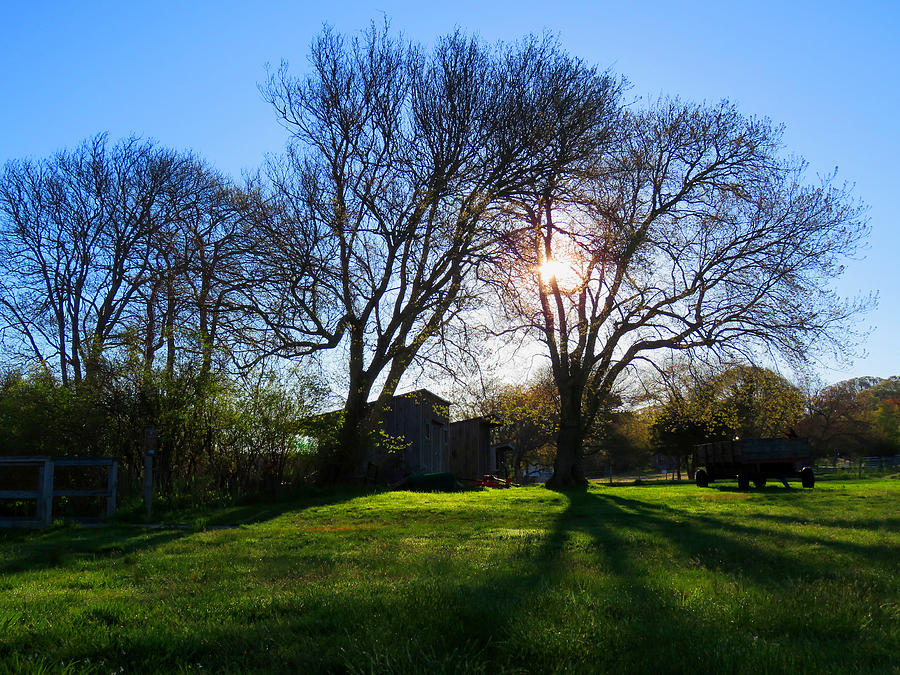 Spring Dawning Photograph by Dianne Cowen Cape Cod and Ocean ...