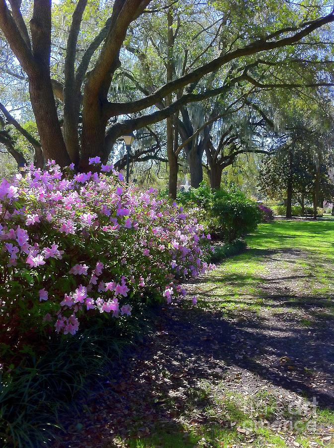 Spring Day in Savannah Photograph by Carol Groenen