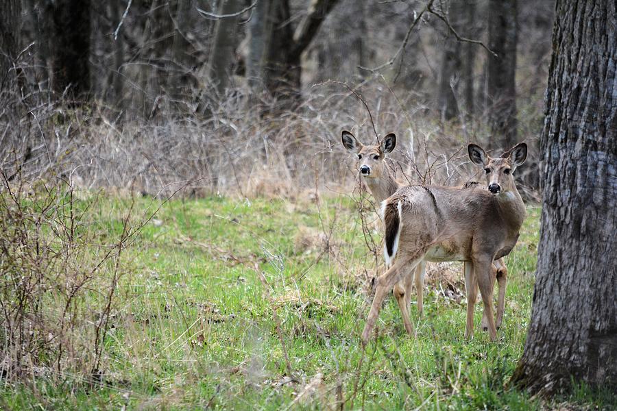 Spring Deer Photograph by Bonfire Photography