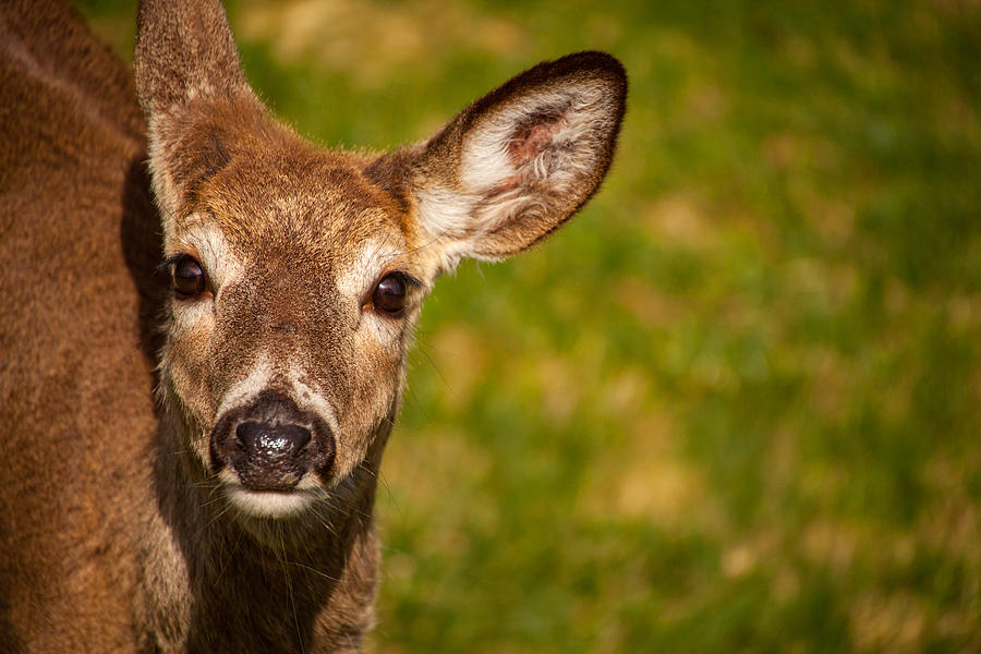 Spring Deer Photograph by Karol Livote
