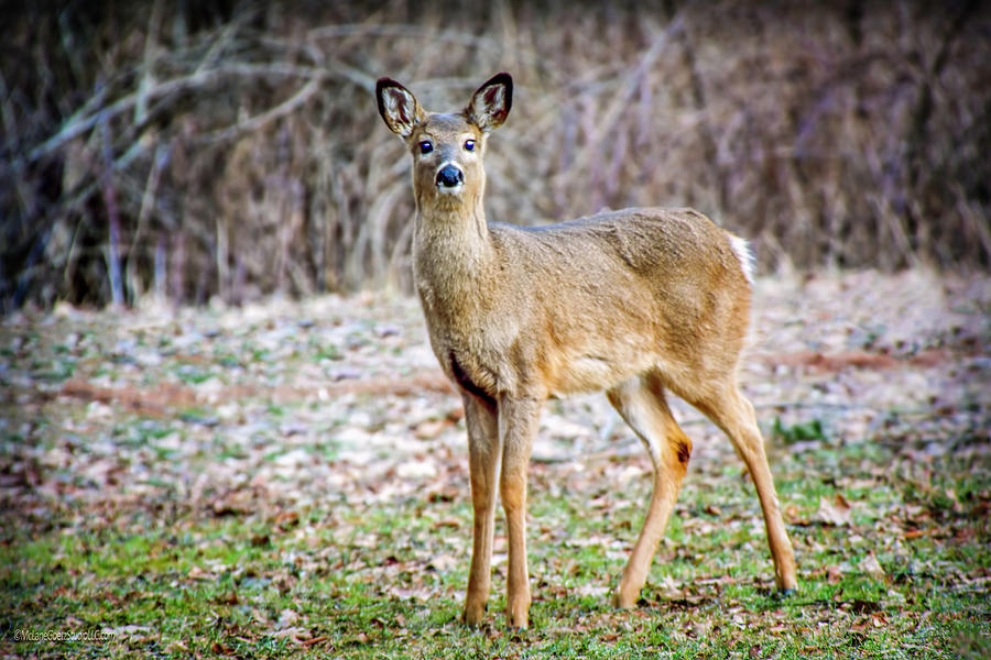 Spring Deer Photograph by LeeAnn McLaneGoetz McLaneGoetzStudioLLCcom