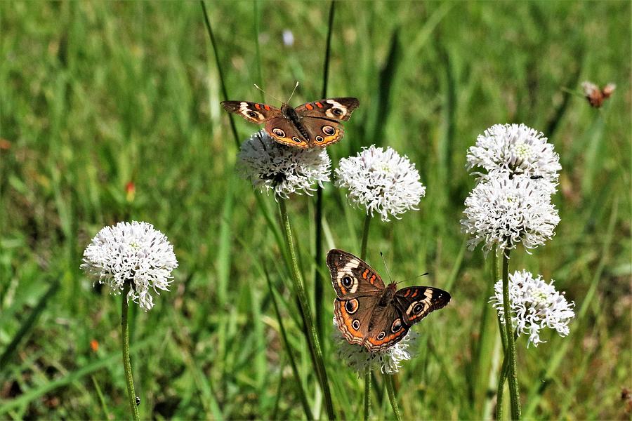 Spring Delight Butterflies Photograph by Sheila Brown