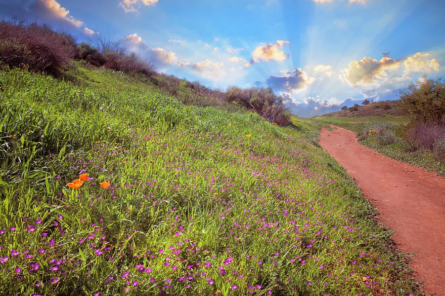 Spring Delight in the Santa Monica Mountains Photograph by Lynn Bauer