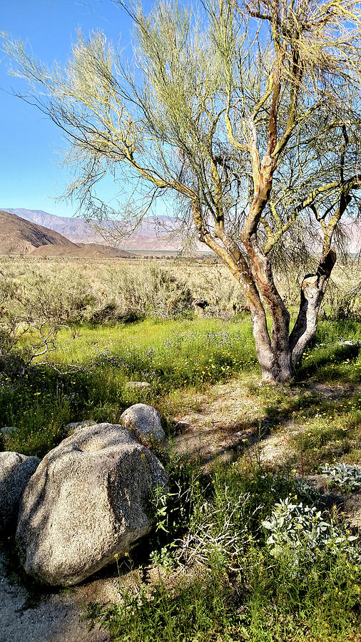 Spring Desert Photograph by Michelle Joseph-Long