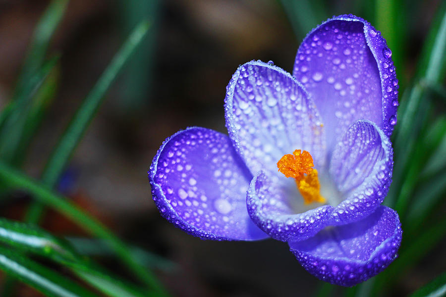 Spring Dew Photograph by Iryna Goodall