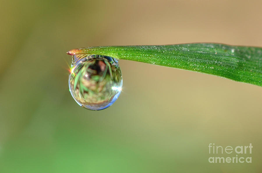 Spring Dew by Katie Joya Spring Dew by Katie Joya