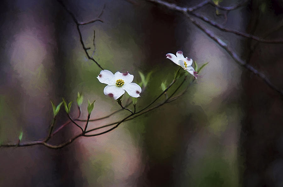 Spring Photograph - Spring Dogwood Blooms by Darren Fisher