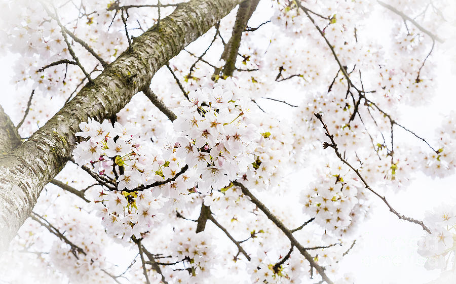 Spring Dogwood Blossoms Photograph by Mary Jane Armstrong