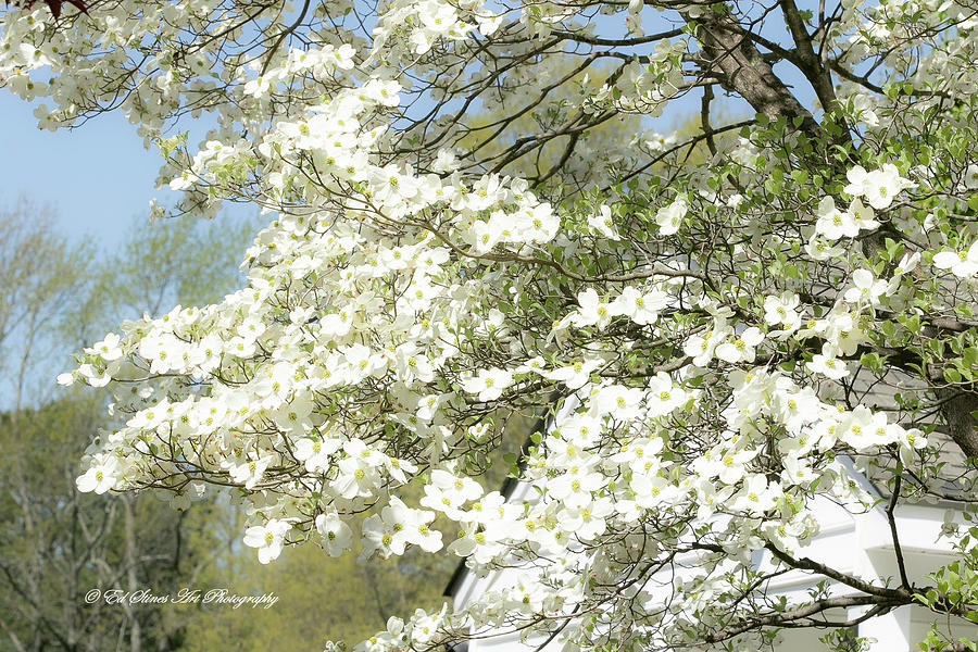 Spring Dogwood Photograph by Ed Stines