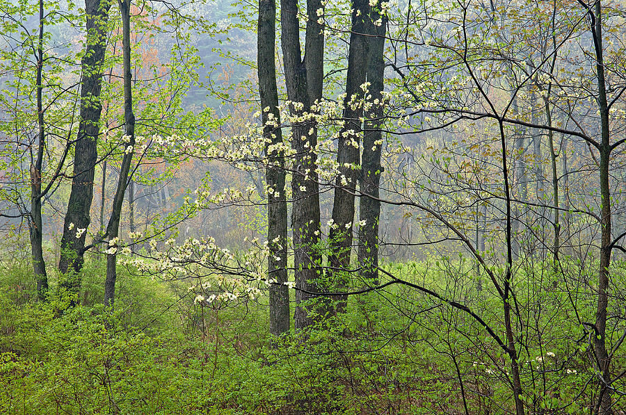 Spring Photograph - Spring Dogwood in Bloom by Dean Pennala