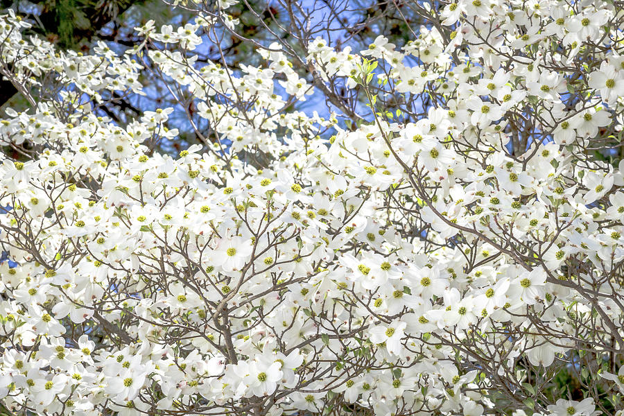 Spring Dogwood in full bloom Digital Art by Ed Stines