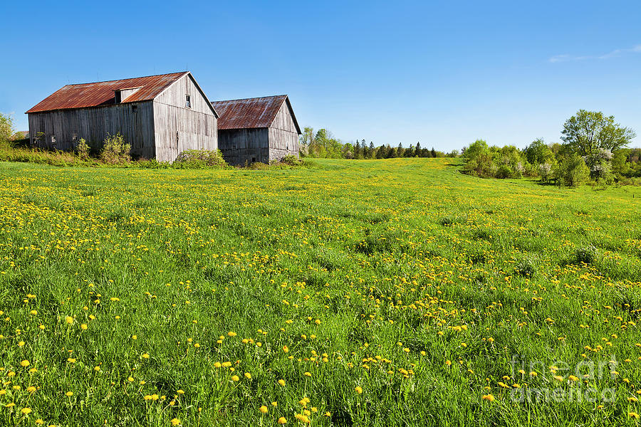 Spring Double Barns Photograph by Alan L Graham
