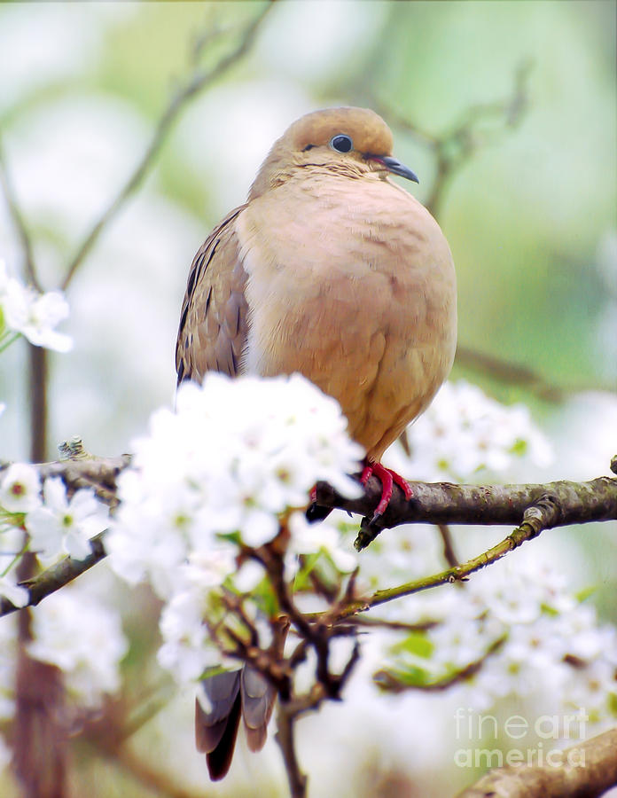 Spring Dove 2 Photograph by Kerri Farley