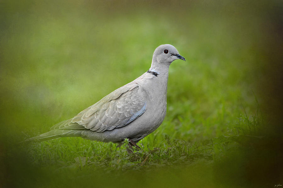 Dove Photograph - Spring Dove by Jai Johnson