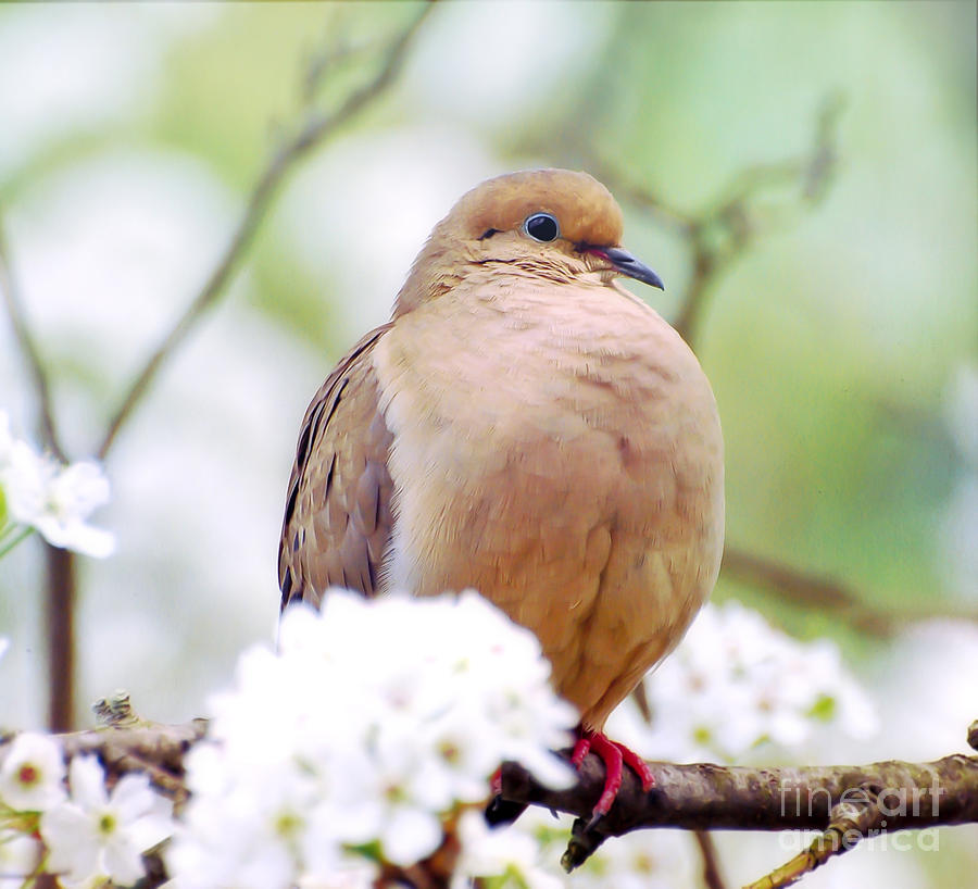 Spring Dove Photograph by Kerri Farley