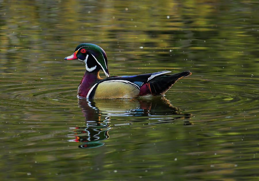 Spring Drake Wood Duck Photograph by Dale Kauzlaric