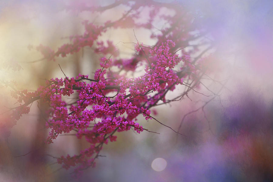 Spring Dream I Photograph by Toni Hopper