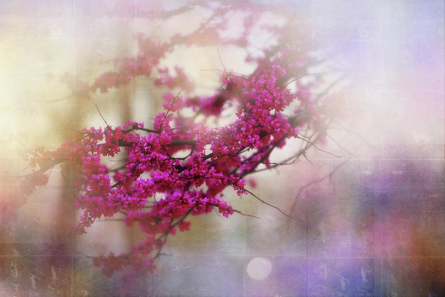 Nature Photograph - Spring Dreams II by Toni Hopper