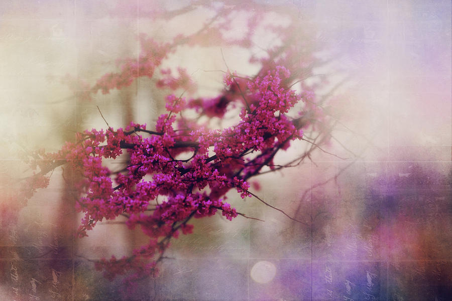 Spring Dreams III Photograph by Toni Hopper