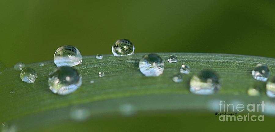 Spring droplets Photograph by Yumi Johnson