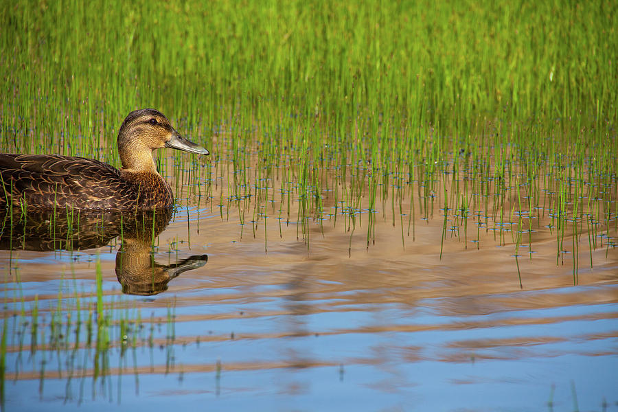 Spring Duck Photograph by Karol Livote