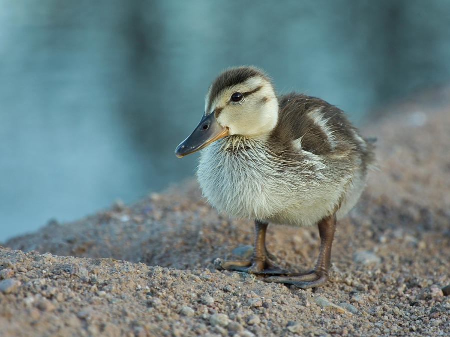 Spring Duckling Photograph by Sue Cullumber