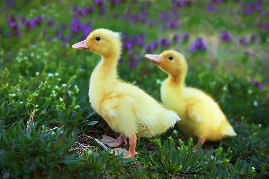 Spring Ducklings Photograph by Amy Jackson