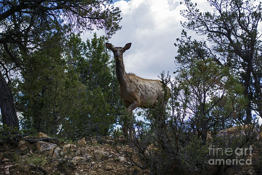 Grand Canyon Photograph - Spring Elk in the Canyon by Debbie D Anthony Grand Canyon Photograph - Spring Elk in the Canyon by Debbie D Anthony