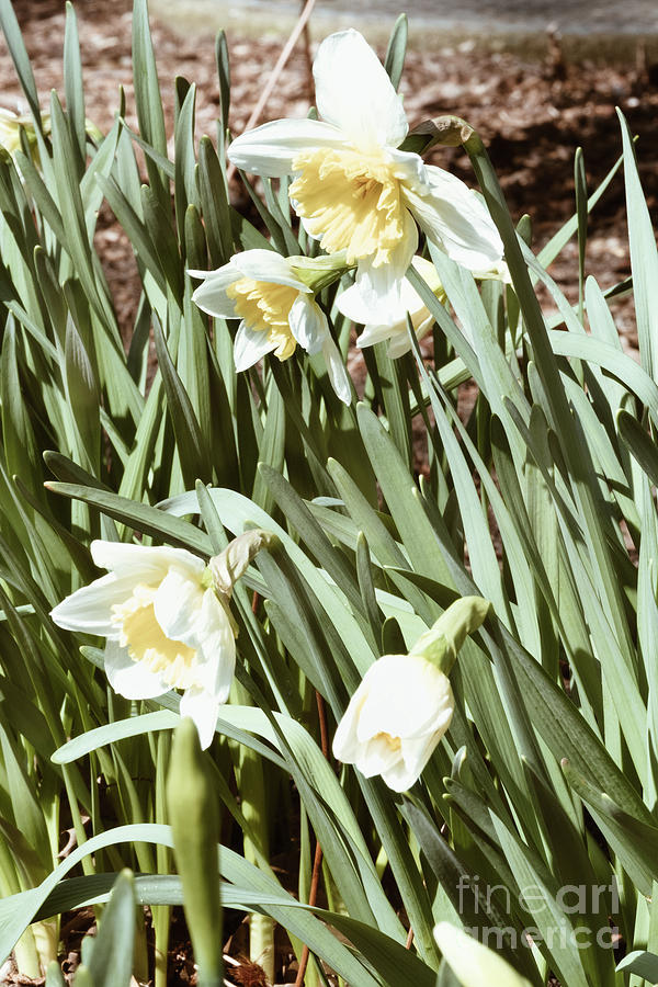 Spring Essential Narcissus Photograph