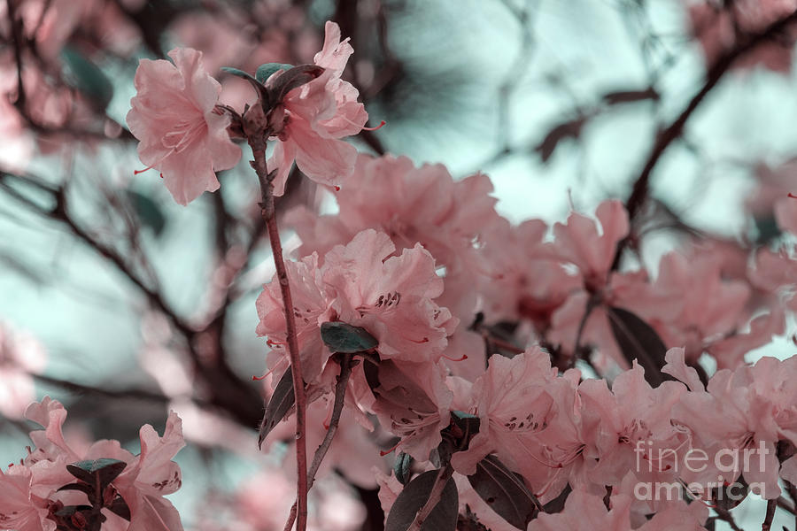 Spring Essential Rhododendren Photograph by Marina Usmanskaya