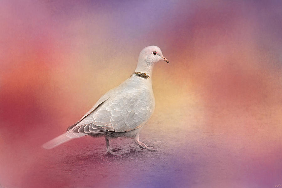 Dove Photograph - Spring Eurasian Collared Dove by Jai Johnson