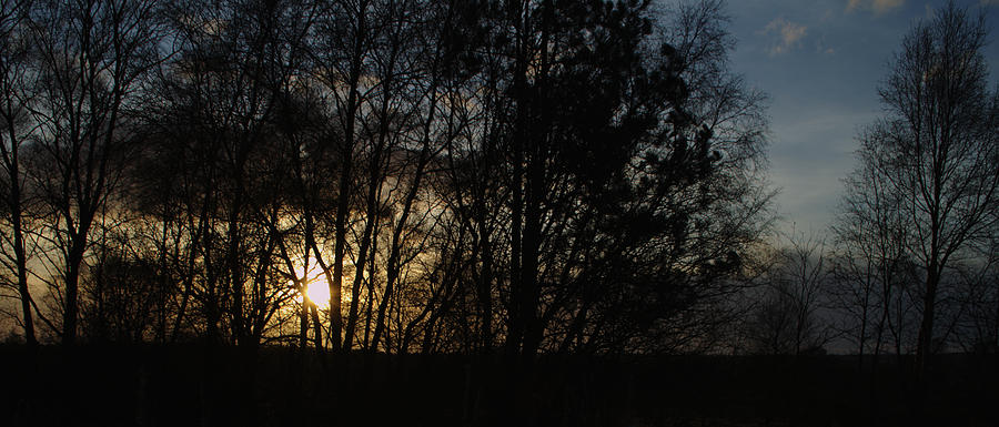 Sunset Photograph - Spring Evening Sunset Through Trees by Adrian Wale