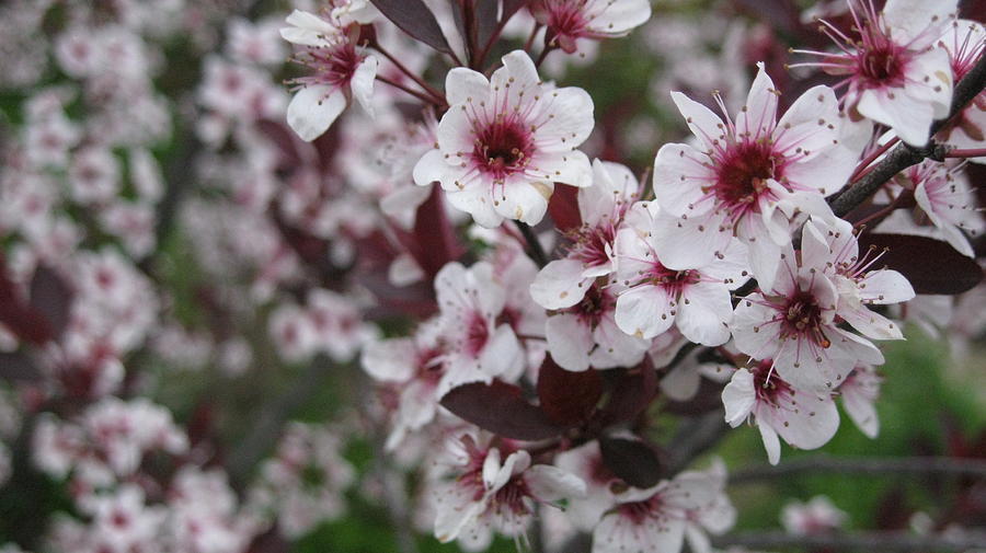 Spring Explosion Photograph by Katie Whittaker - Fine Art America