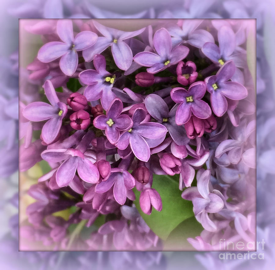 Spring Fantasy - Lilac Purple Photograph by Miriam Danar
