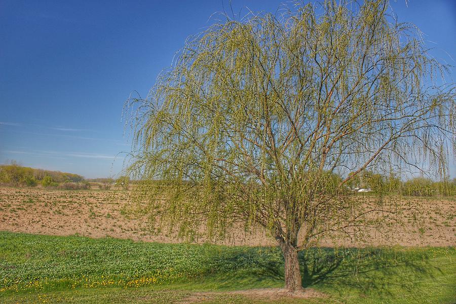 9006 - Spring Farm Willow Tree Photograph by Sheryl L Sutter